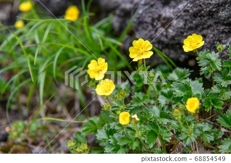 Mt. Chokai, alpine plant 68854549