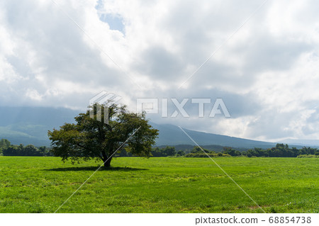 岩手縣八man平市夏天的神戶房牧野的一棵櫻桃樹和藍天 岩手縣八man平市夏天的神戶房牧野的一棵櫻桃樹和藍天 68854738