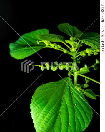 Vivid green leaves of Indian acalypha copperleaf Vivid green leaves of Indian acalypha copperleaf 68854837