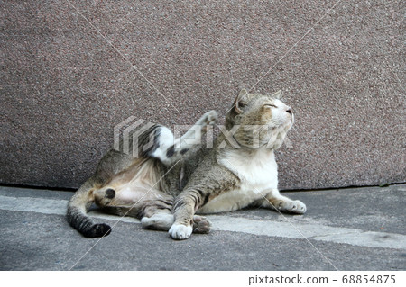 Cat laying down and scratching by hind leg on the floor. Cat laying down and scratching by hind leg on the floor. 68854875