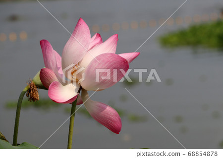 Lotus blossom with blur background. Lotus blossom with blur background. 68854878