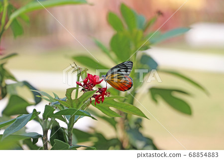 The butterfly on red flowers with blur green nature background. 68854883