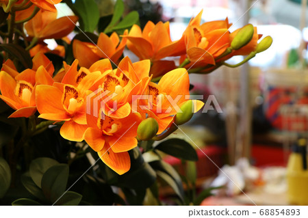 Orange flowers blooming, orange tulips blossom. 68854893