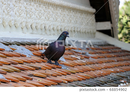 Pigeon standing on the clay tile roof. 68854902