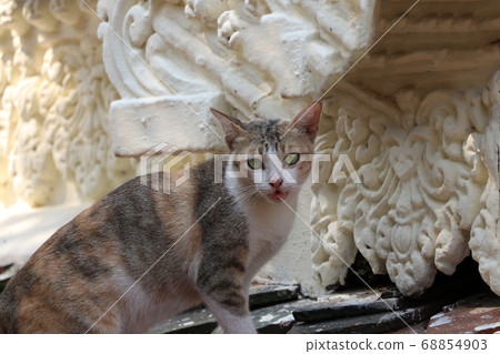 Cat standing on the clay tile roof. It is a small domesticated carnivorous mammal with soft fur Cat standing on the clay tile roof. It is a small domesticated carnivorous mammal with soft fur 68854903