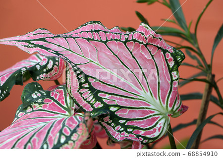 Caladium Leaf or Queen of the Leafy Plants. 68854910