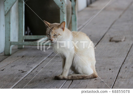 Orange with white color of cat sitting on the wooden floor. 68855078