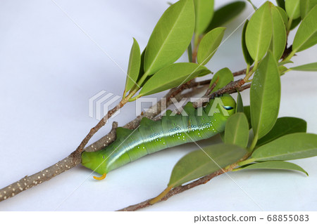Oleander hawkmoth caterpillar  (Daphnis nerii, Sphingidae) on the branch of tree 68855083