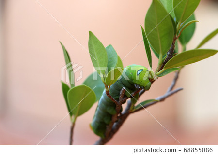 Oleander hawkmoth caterpillar  (Daphnis nerii, Sphingidae) on the branch of tree 68855086
