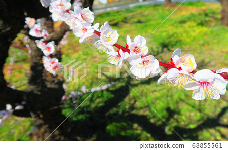 Landscape of plum blossoms and blue sky Landscape of plum blossoms and blue sky 68855561