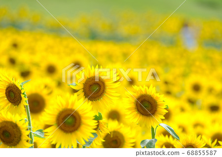 Sunflower Sunflower 68855587