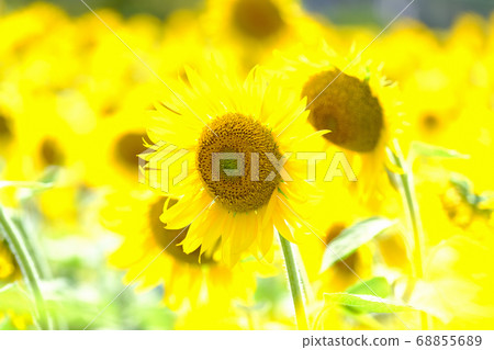 Sunflower Sunflower 68855689
