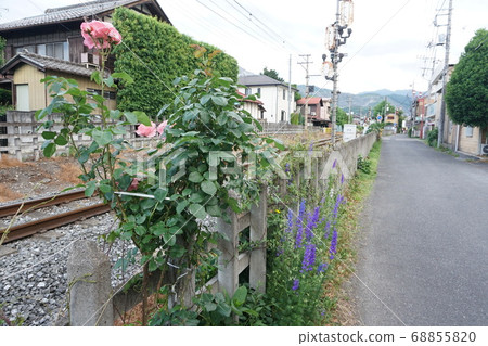 Flowers bloom on the fence Flowers bloom on the fence 68855820