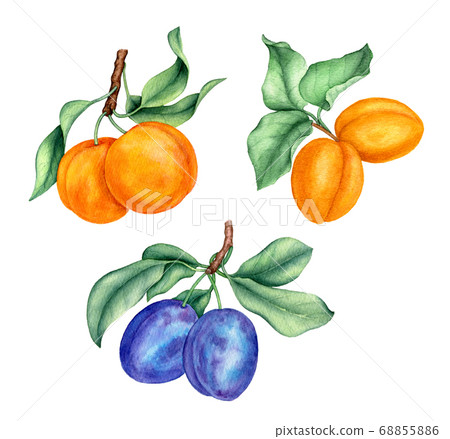Vintage watercolor collection of peaches, apricots and plums 68855886
