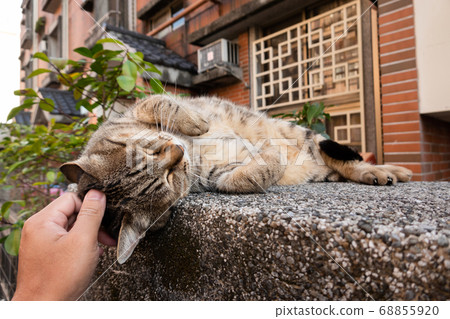 lazy tabby cat sleep on a ground 68855920