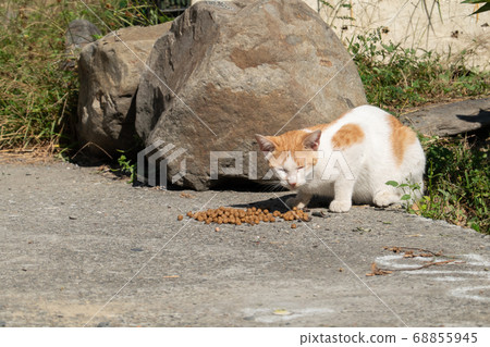 stray cat eat food stray cat eat food 68855945