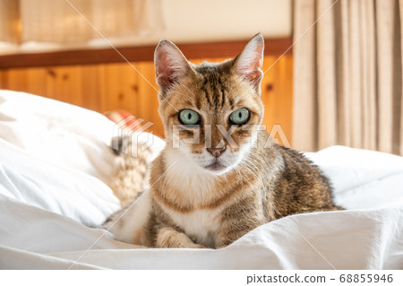 lazy and funny tabby cat 68855946