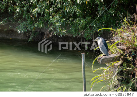 black-crowned night heron 68855947