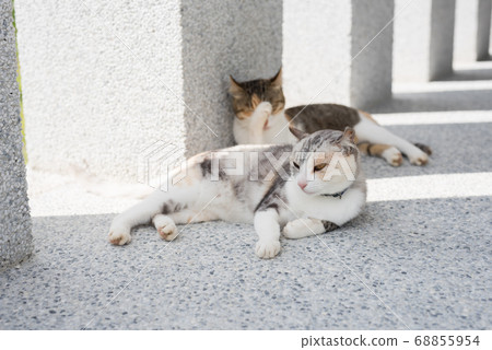 cat sleeping with her daughter cat sleeping with her daughter 68855954