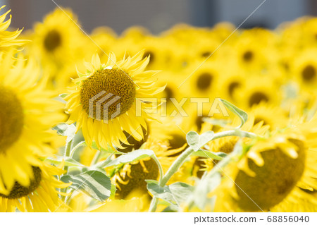 Sunflower 68856040