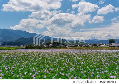 鳳眼蘭盛開在夏天的炎熱 68856264