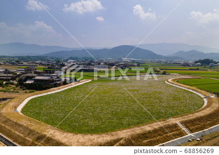 Water hyacinth blooming in the summer heat 68856269