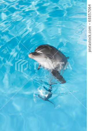 dolphin 68857064