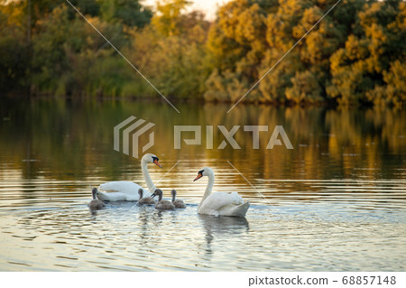 A family of swans swim on the lake A family of swans swim on the lake 68857148