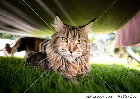 cat resting under deck chair cat resting under deck chair 68857216