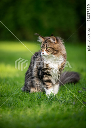 tabby maine coon cat on meadow 68857219