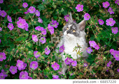 maine coon kitten in between flowers 68857220