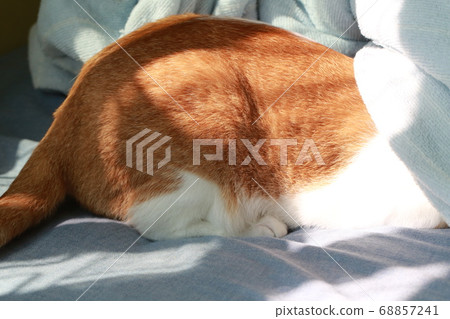 cat hide the blanket 68857241