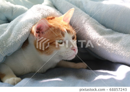 cat hide the blanket cat hide the blanket 68857243