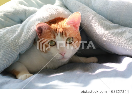 cat hide the blanket cat hide the blanket 68857244