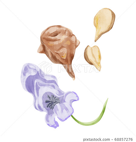 扶祖中草藥水彩插圖 扶祖中草藥水彩插圖 68857276