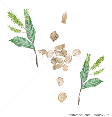 甲生草藥水彩插圖 68857286