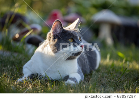 Grey and white cat on the green grass 68857287