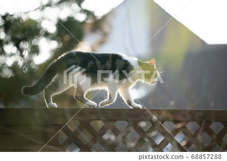 stray cat walking on fence 68857288
