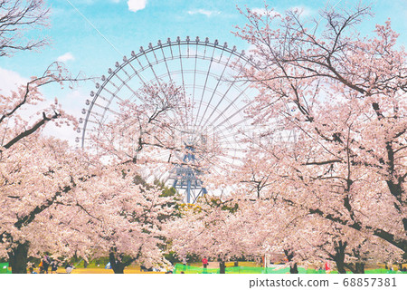 盛開的櫻花和摩天輪 68857381