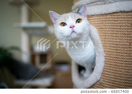 britsh shorthair cat inside of scratching barrel looking out 68857400