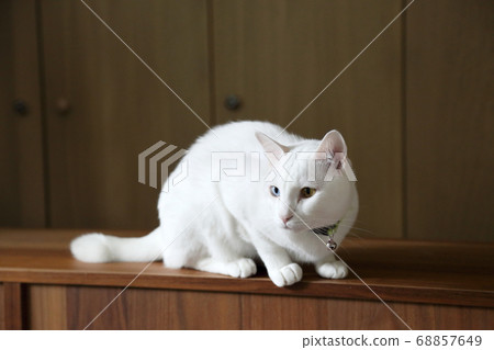 White Cat White Cat 68857649
