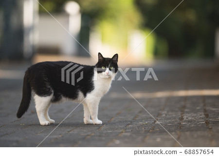tuxedo cat standing on the road 68857654