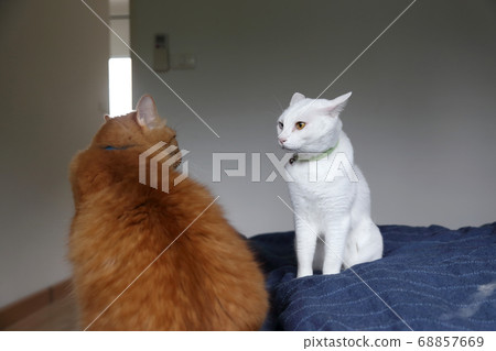 Two Cats Two Cats 68857669