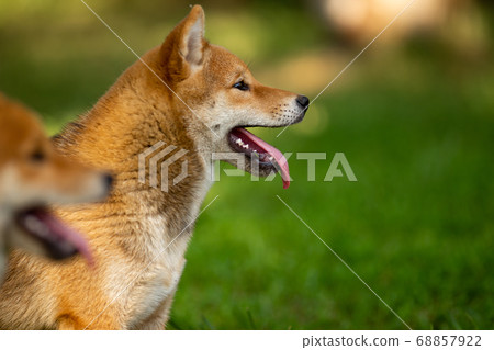 Shiba inu puppies in the summer in the green grass 68857922