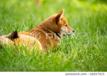 Shiba inu puppies in the summer in the green grass Shiba inu puppies in the summer in the green grass 68857923