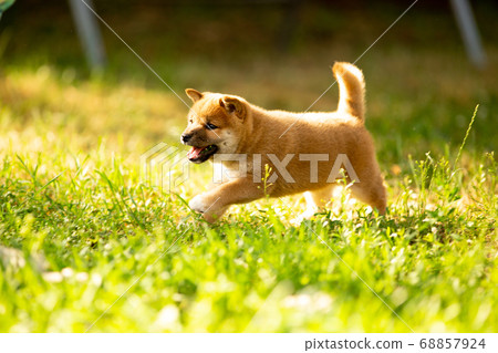 Shiba inu puppies in the summer in the green grass Shiba inu puppies in the summer in the green grass 68857924