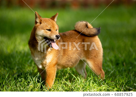 Shiba inu puppies in the summer in the green grass 68857925