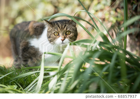 cat lurking in the garden cat lurking in the garden 68857937
