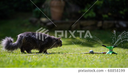 cat curious about water of lawn sprinkler 68858199