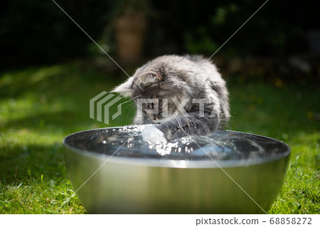 maine coon cat playing with water 68858272